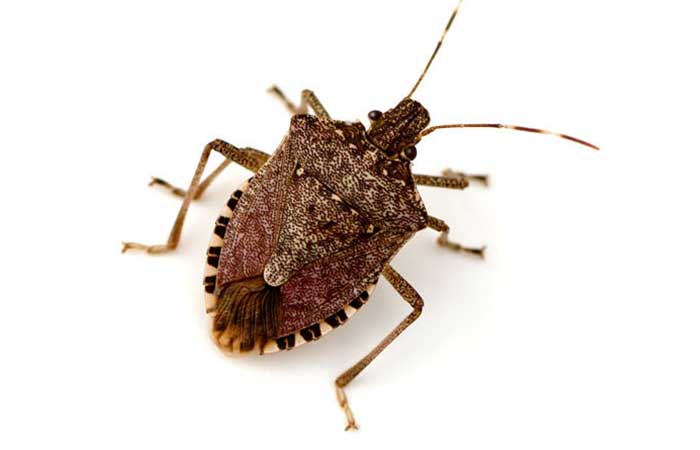 what is a stink bug, types, origin can they flying fact & faqs