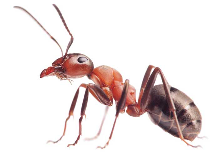 wingless ant