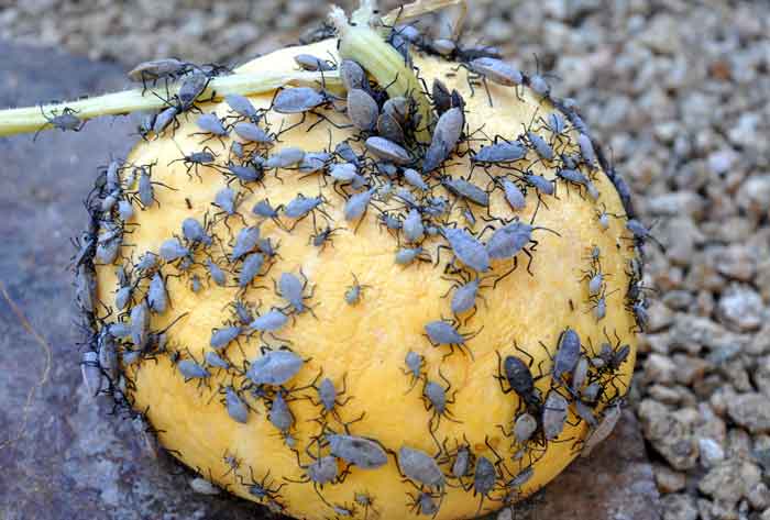 How to deal with squash bugs