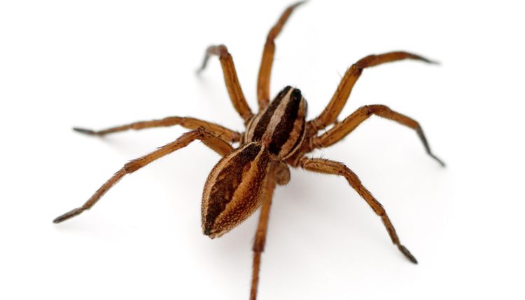 Wolf spider bite symptoms, treatment and pictures