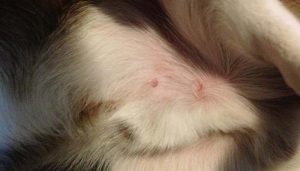 Wolf Spider Bite Pictures, Symptoms, What it Looks Like on Dog, Cat ...