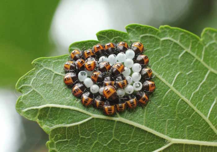 Stink bug nest photo