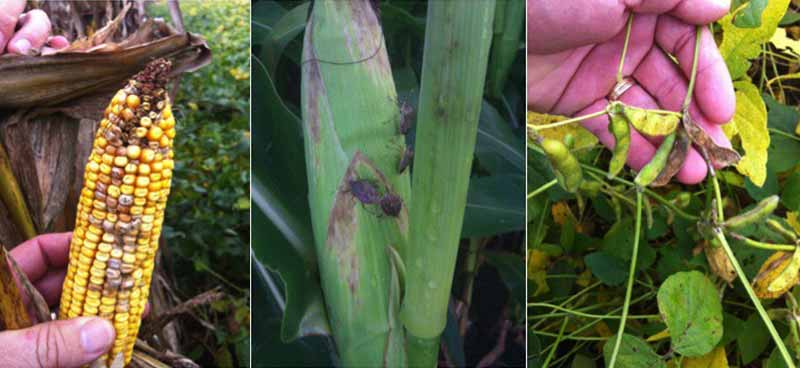 Stink bugs feed on corn and beans