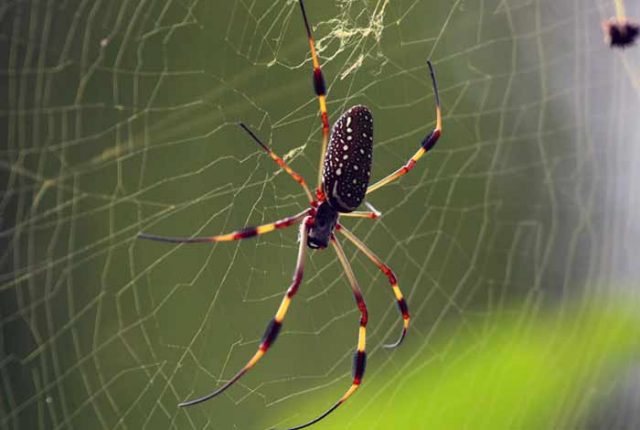Banana Spider: Size, Bite, Poisonous, Web & Pictures | Pestbugs