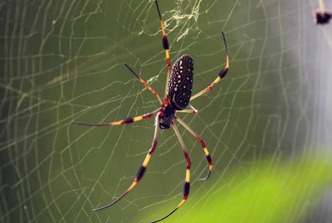 Banana Spider: Size, Bite, Poisonous, Web & Pictures | Pestbugs