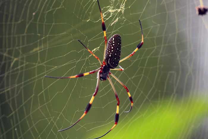 Nephila clavipes photo