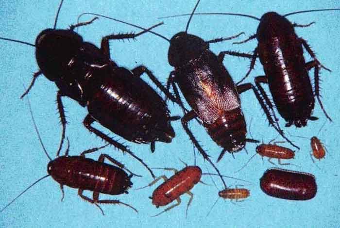 Oriental Roach also called water bug