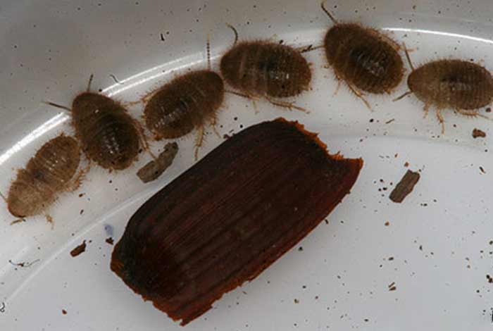 baby- nymph and adult cockroaches