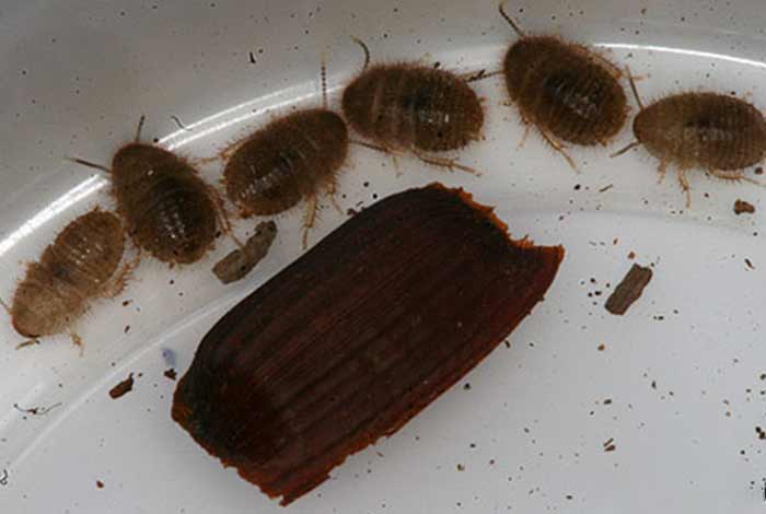 Baby Cockroaches Pictures Get Rid 