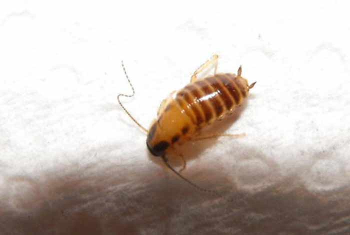 baby german roach