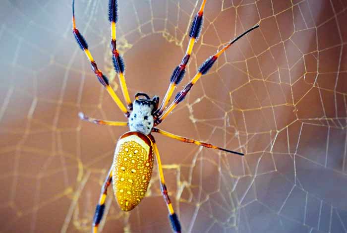 Banana spider on web