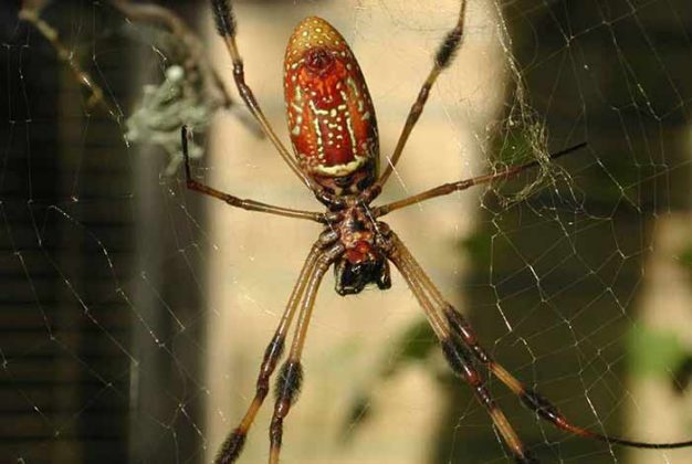 Banana Spider: Size, Bite, Poisonous, Web & Pictures | Pestbugs