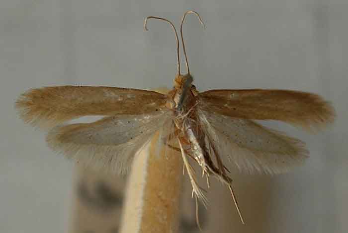 Flying Adult clothe moth