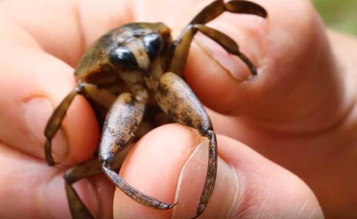 giant water bug ready to bite picture