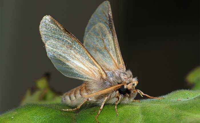 A picture of how an adult moth look like