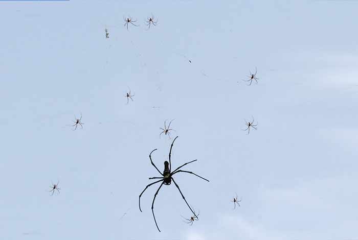 Female & male Banana Spider size comparison