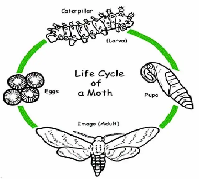 Life Cycle of a Moth | Pestbugs