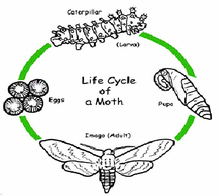life cycle of moth, timeline and life span