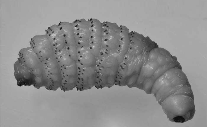 Botfly larvae worm picture
