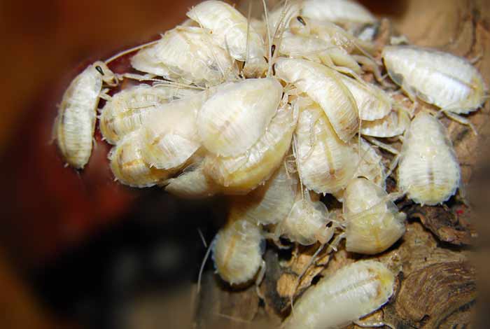 white baby roach photo