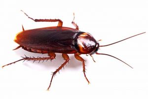 Water Bug vs Roach: Differences & Similarities | Pestbugs