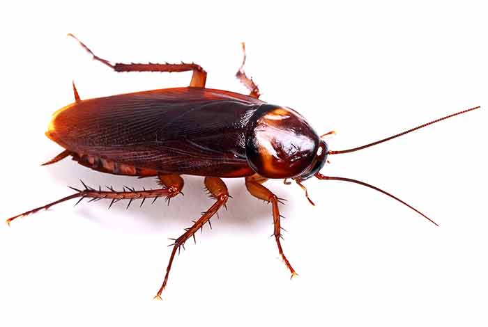Photo of a roach