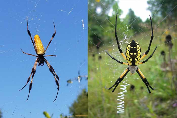 Yellow black garden spider vs banana spider