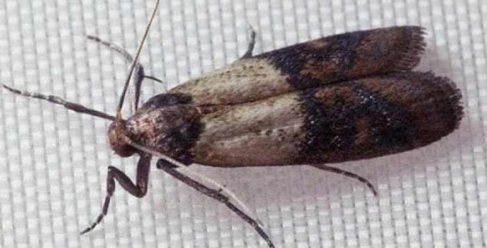 How Indian meal moth looks like