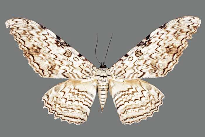 How white witch moth looks like