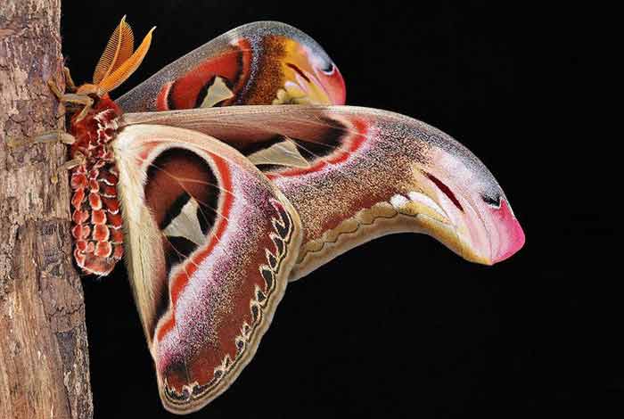 Atlas moth