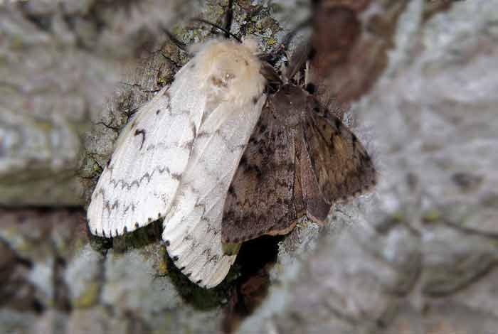 Male and female gypsy moth picture
