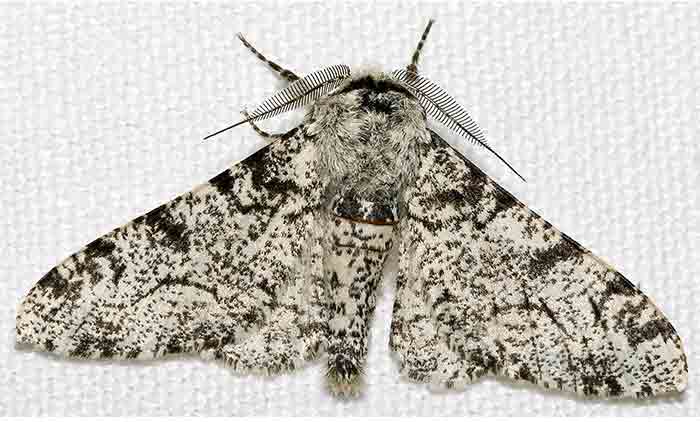 peppered moth picture