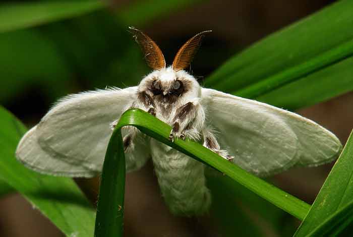 Photo of silkmoth